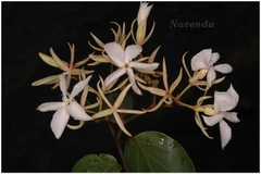 Aganosma caryophyllata